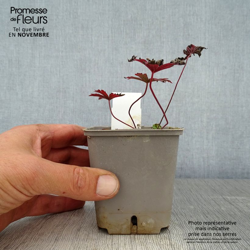 Esemplare di Géranium vivace pratense Dark Reiter Godet de 8/9 cm come consegnato in autunno