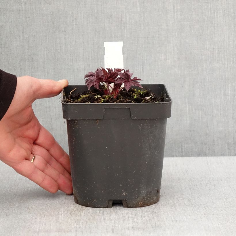 Geranium pratense Hocus Pocus - Geranio dei prati Vaso da 2L/3L esemplare consegnato in primavera