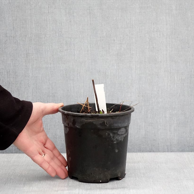 Example of Geranium pratense Laura - Geranio dei prati Vaso da 2L/3L as you get in hiver