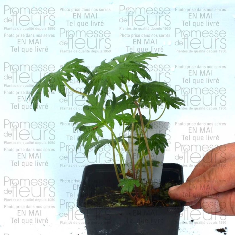 Esempio di esemplare Geranium pratense Plenum Violaceum - Geranio dei prati Vasetto da 8/9 cm come consegnato