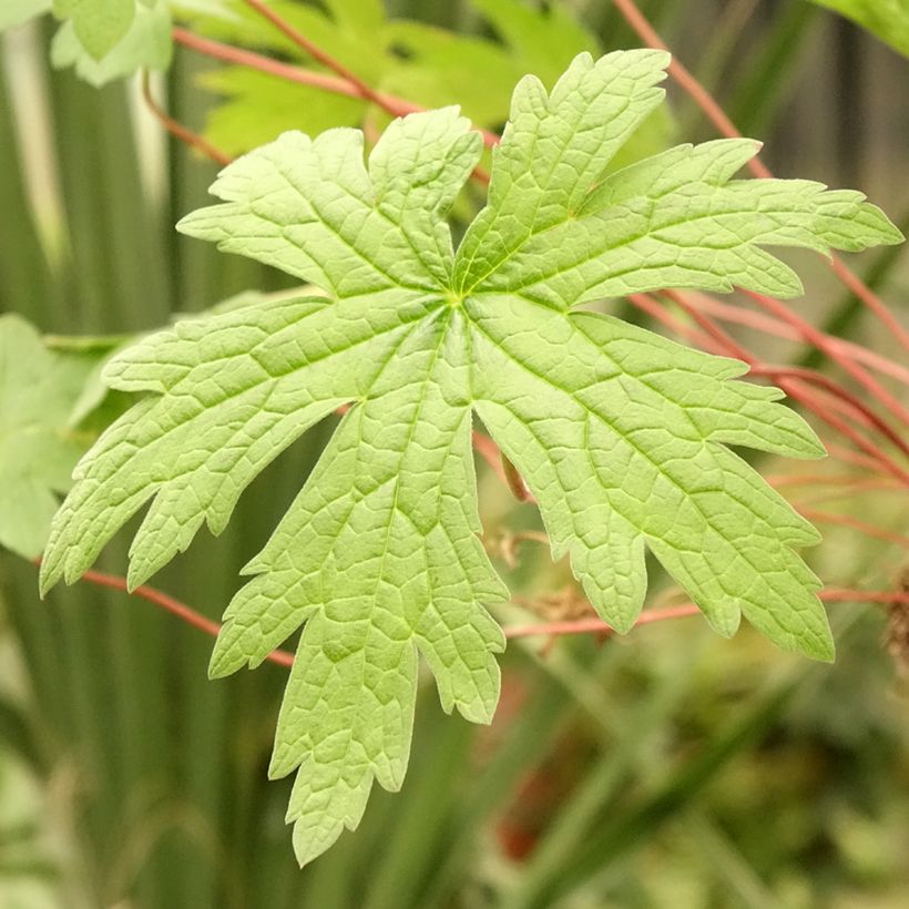 Geranium psilostemon (Foliage)