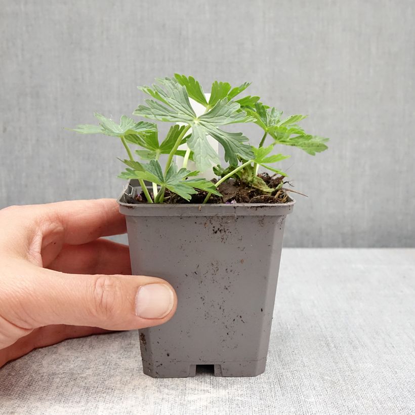 Geranium richardsonii Vasetto da 8/9 cm esemplare consegnato in primavera