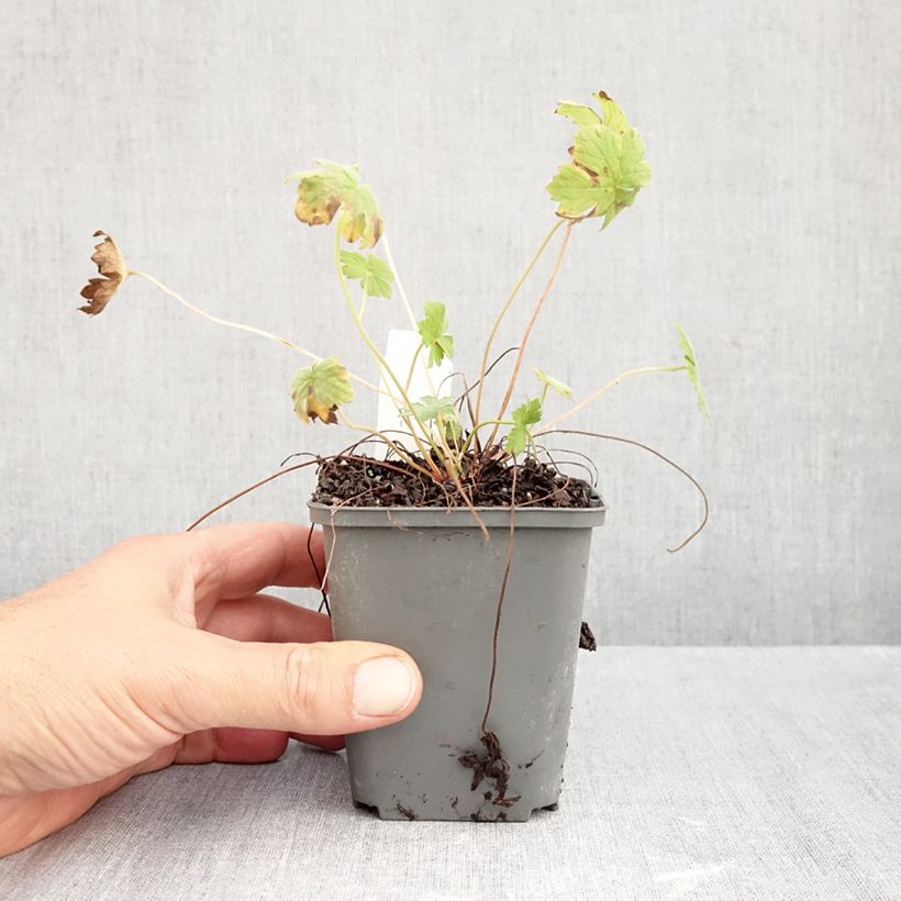 Esemplare di Geranium riversleaianum Mavis Simpson Vasetto da 8/9 cm come consegnato in autunno
