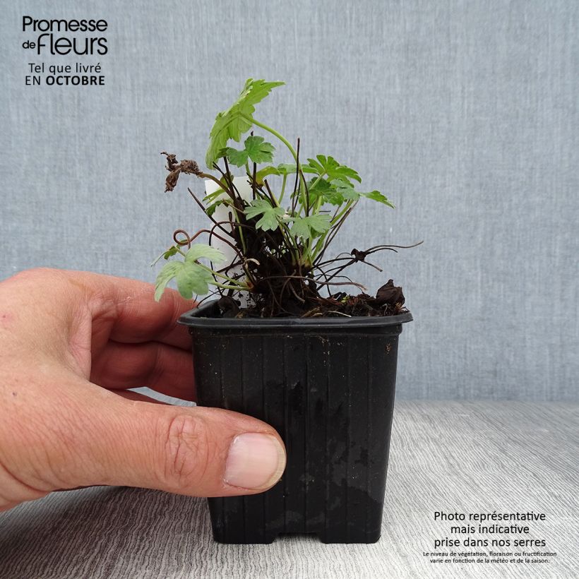 Esemplare di Geranium riversleaianum Russell Prichard Vasetto da 8/9 cm come consegnato in autunno