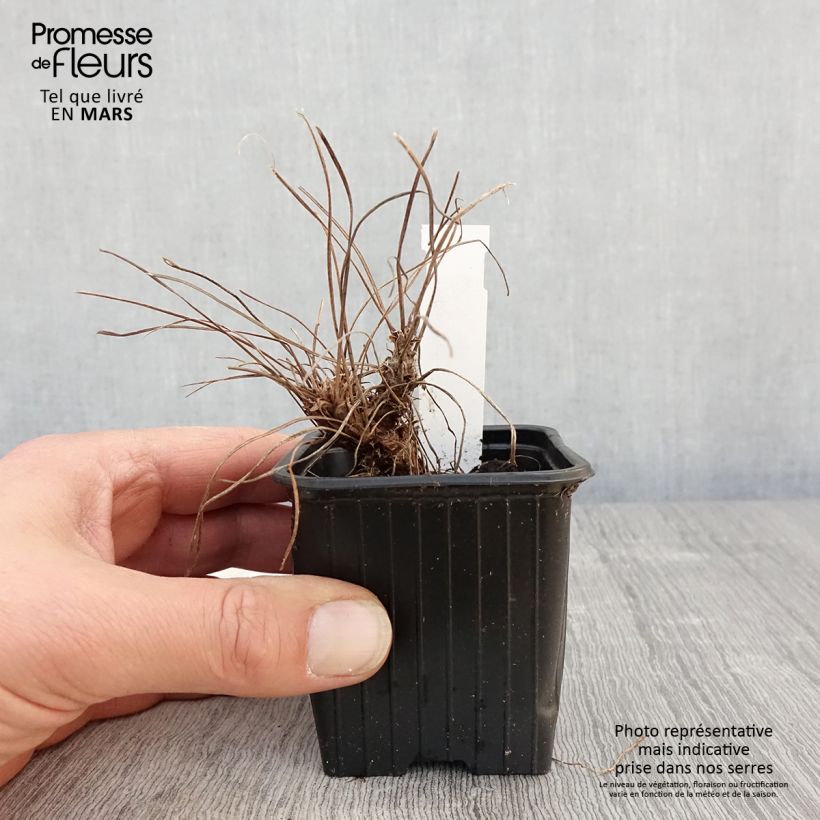 Geranium riversleaianum Russell Prichard Vasetto da 8/9 cm esemplare consegnato in primavera