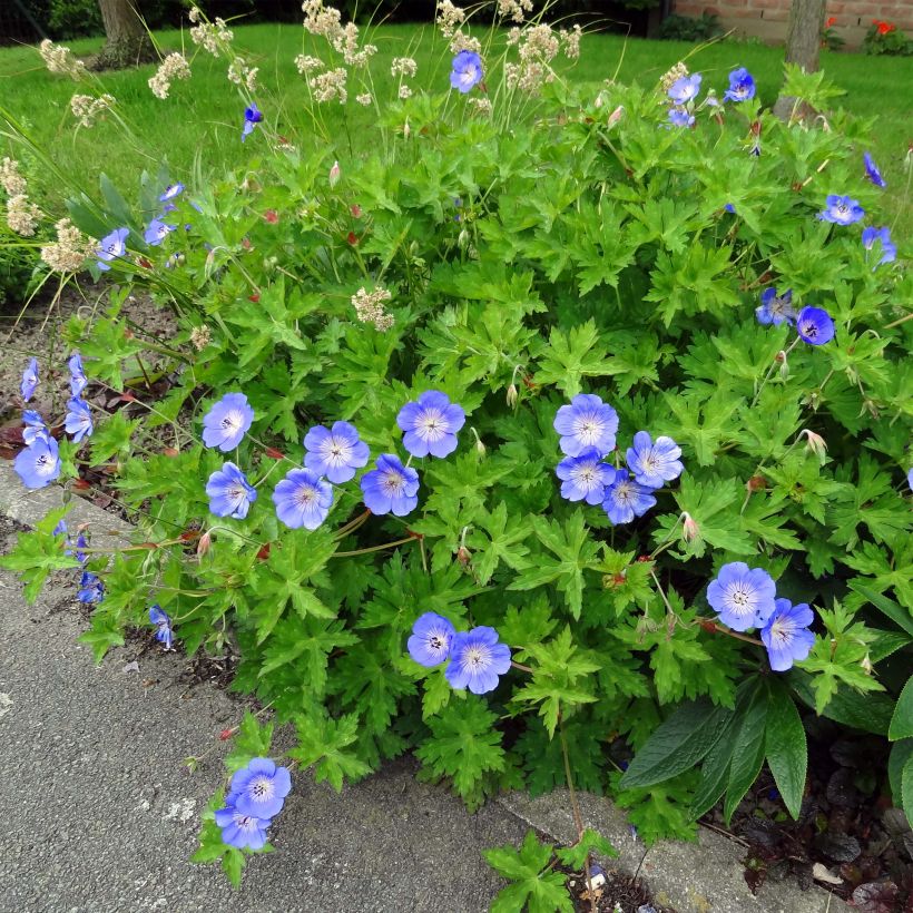 Geranium Rozanne (Foliage)
