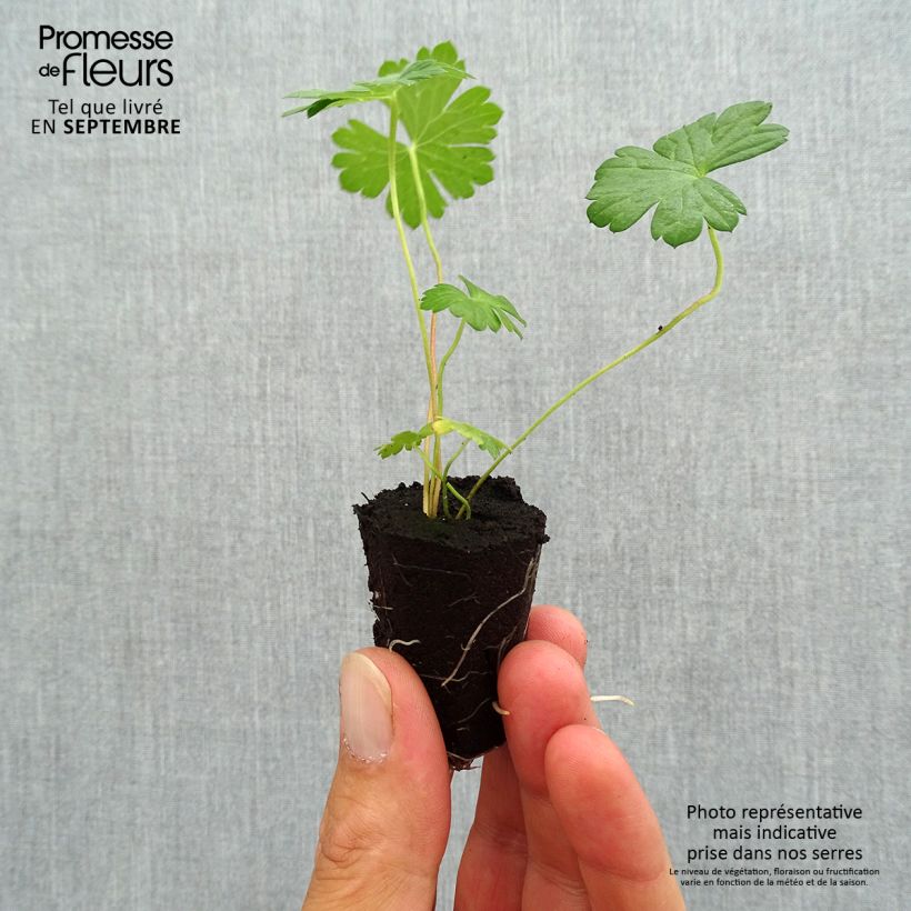 Example of Geranium Rozanne mini zolla... as you get in automne