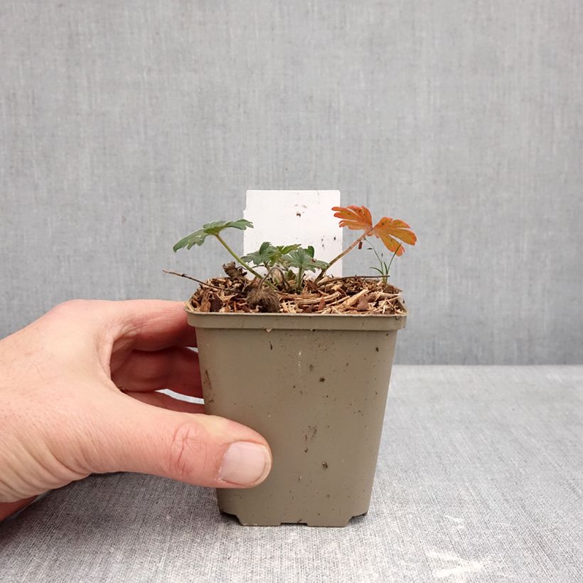 Example of Geranium sanguineum Ankum's Pride - Geranio sanguigno Vasetto da 8/9 cm as you get in hiver