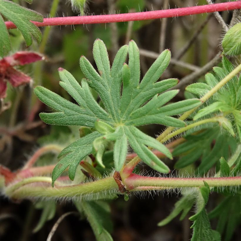 Geranium sanguineum Ankum's Pride - Geranio sanguigno (Fogliame)