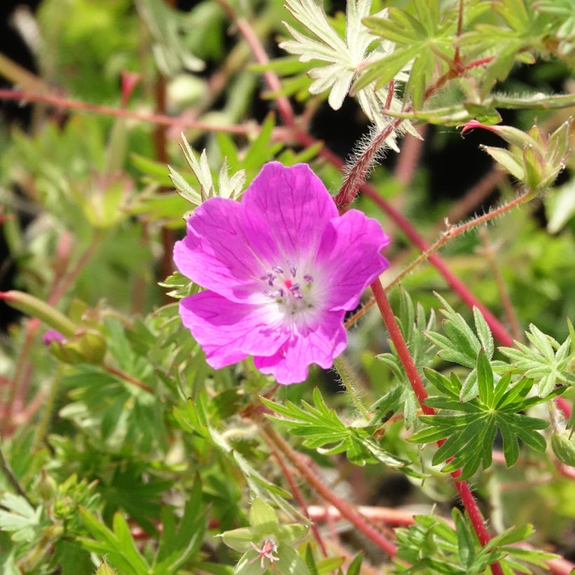Geranium sanguineum Ankum's Pride - Geranio sanguigno (Fioritura)