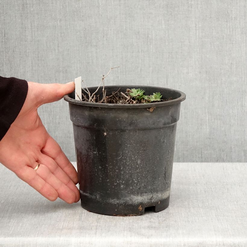 Example of Geranium sanguineum Ankum's Pride - Geranio sanguigno Vaso da 2L/3L as you get in printemps