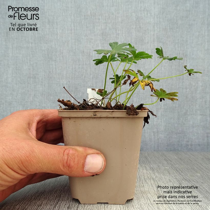 Esemplare di Geranium sanguineum Compactum - Geranio sanguigno Vasetto da 8/9 cm come consegnato in autunno