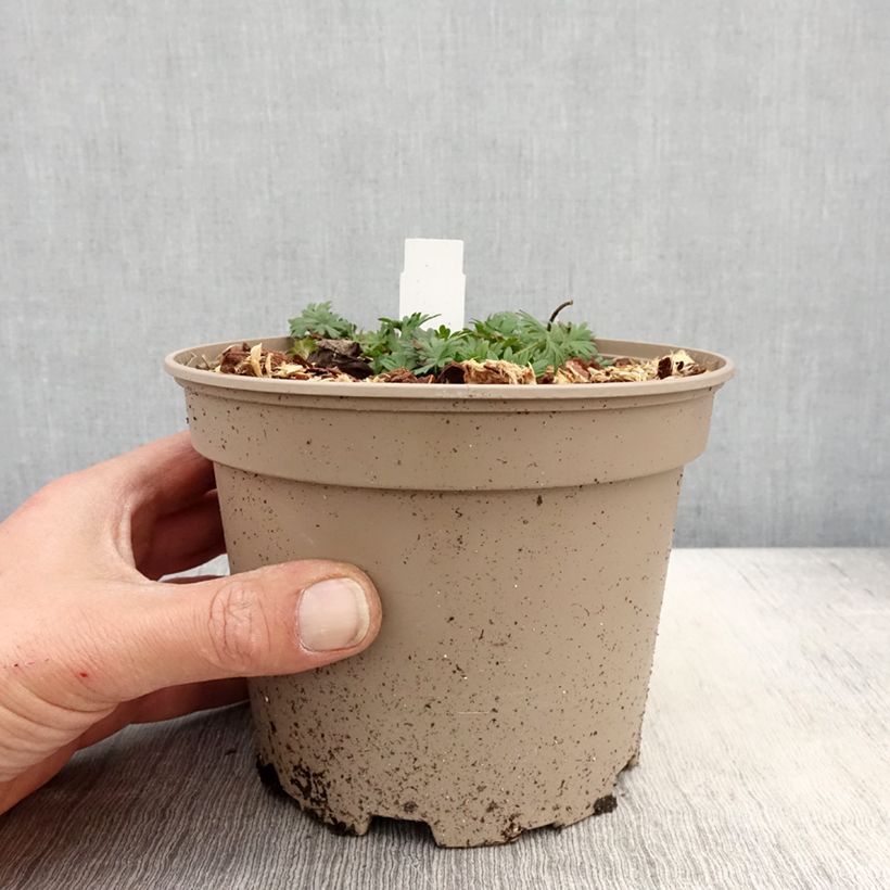 Geranium sanguineum var. striatum - Geranio sanguigno Vaso da 2L/3L esemplare consegnato in primavera