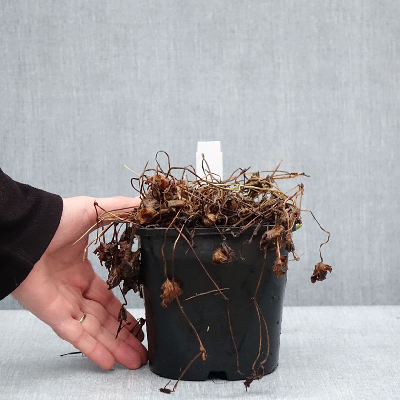 Geranium vivace Silvia's surprise Pot de 1,5L/2L esemplare consegnato in inverno