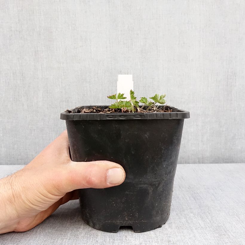 Example of Geranium Silvias Surprise Vaso da 1,5L/2L as you get in printemps