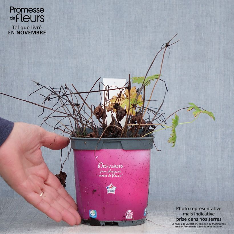 Esemplare di Geranium Sirak Vaso da 2L/3L come consegnato in autunno