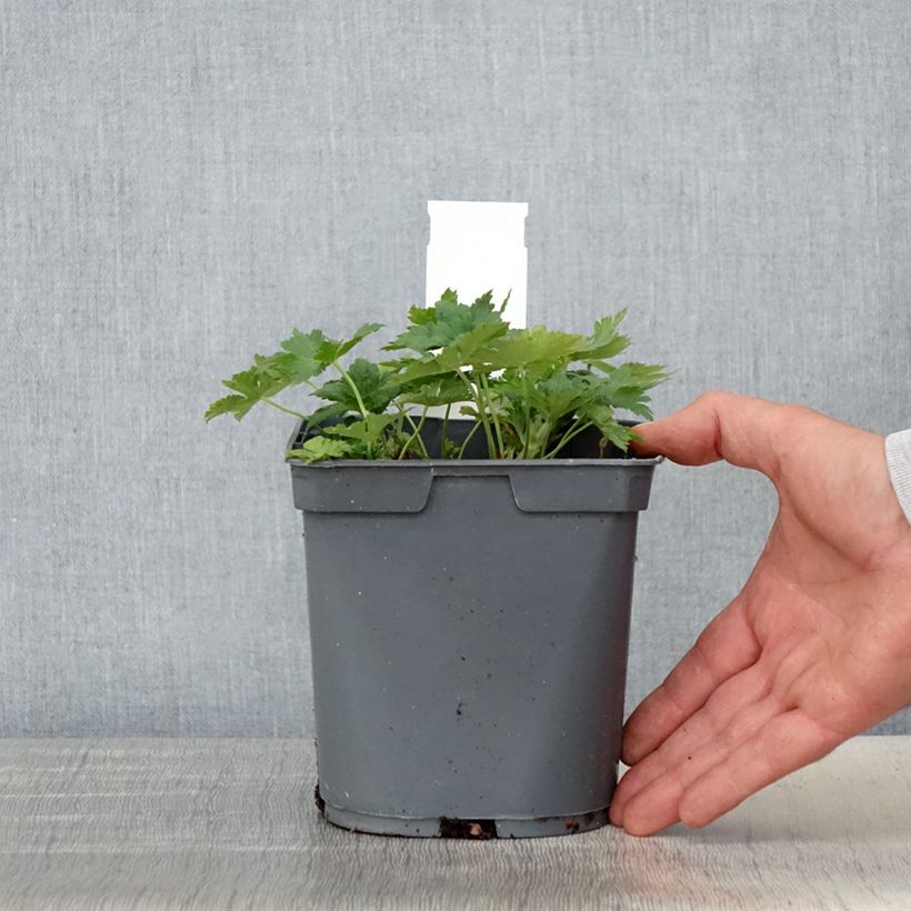 Geranium Sirak Vaso da 2L/3L esemplare consegnato in primavera