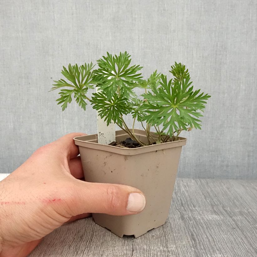 Example of Geranium soboliferum Starman Vasetto da 8/9 cm as you get in printemps