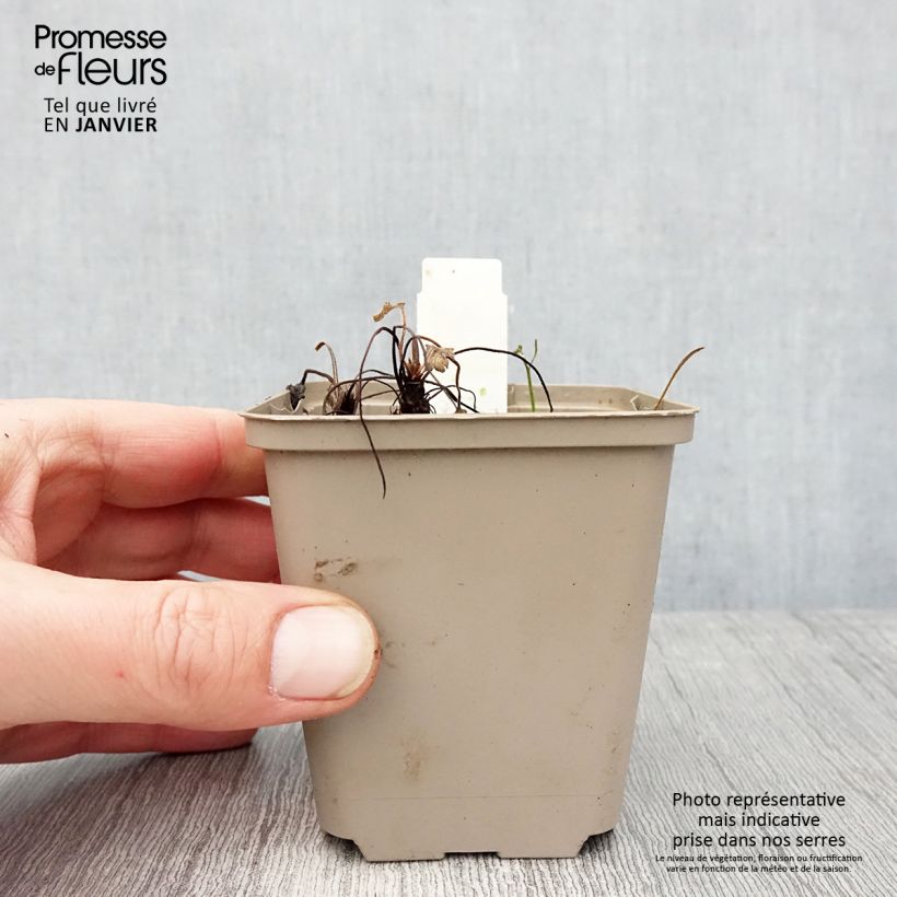 Geranium Sue Crûg Vasetto da 8/9 cm esemplare consegnato in inverno