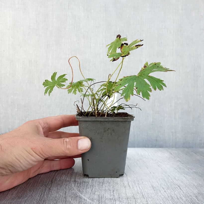 Esemplare di Géranium vivace sylvaticum Birch Lilac Godet de 8/9 cm come consegnato in autunno