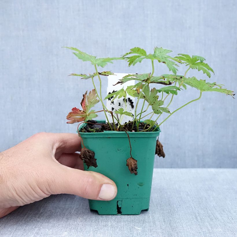 Esemplare di Geranium sylvaticum May Flower - Geranio silvano Vasetto da 8/9 cm come consegnato in autunno