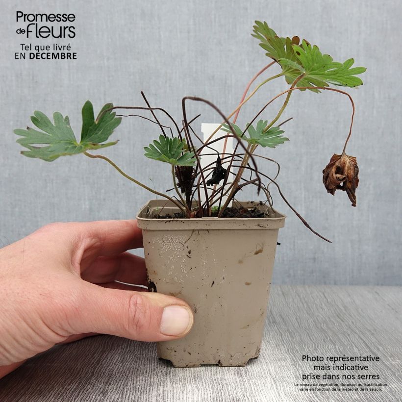 Esemplare di Geranium Tiny Monster Vasetto da 8/9 cm come consegnato in autunno