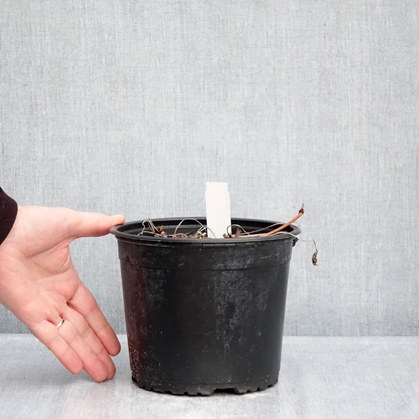 Geranium wallichianum Crystal Lake Vaso da 2L/3L esemplare consegnato in inverno