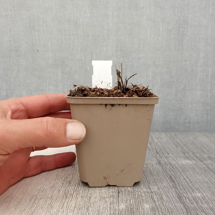 Geranium wallichianum Censation Daily Blue Vasetto da 8/9 cm esemplare consegnato in primavera