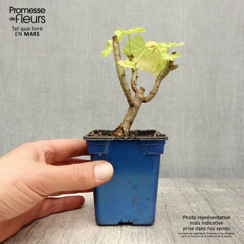 Geranio zonale Fantaisy Crystal Palace Gem Vasetto da 7/8 cm esemplare consegnato in primavera