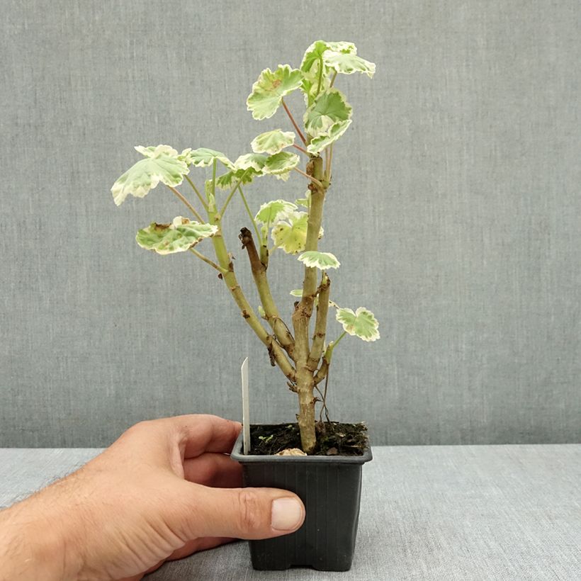 Esemplare di Geranio zonale Mme Salleron Vasetto da 7/8 cm consegnato in estate