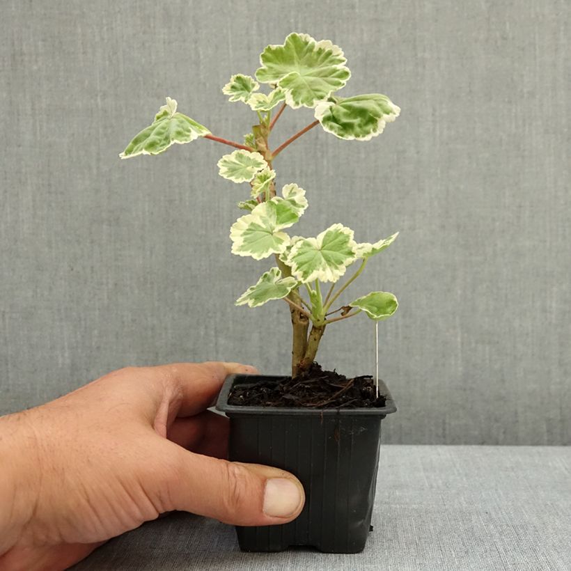 Geranio zonale Mme Salleron Vasetto da 7/8 cm esemplare consegnato in primavera