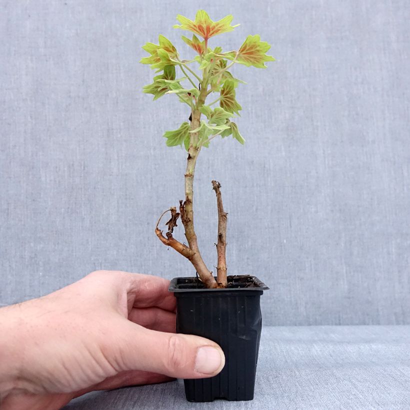 Géranium zonale Vancouver - Pelargonium  Godet de 7/8 cm esemplare consegnato in inverno