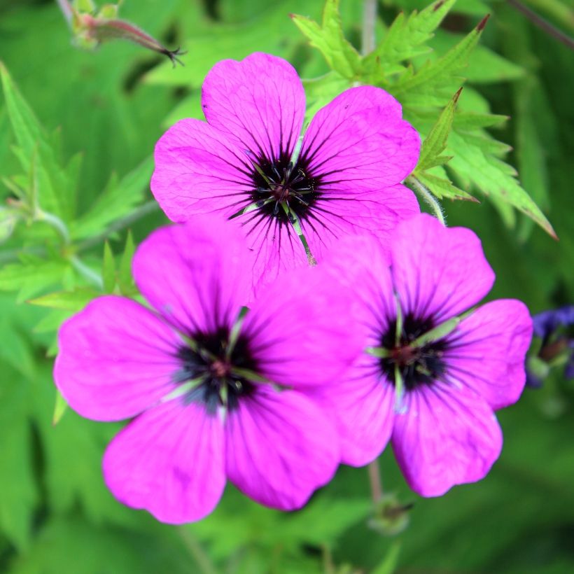 Geranium Patricia (Flowering)