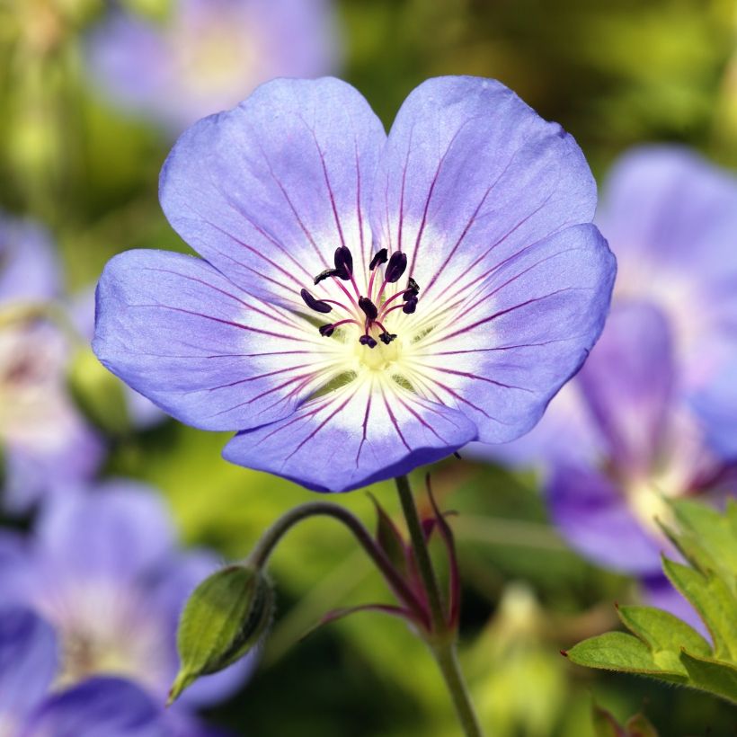 Geranium Rozanne (Flowering)