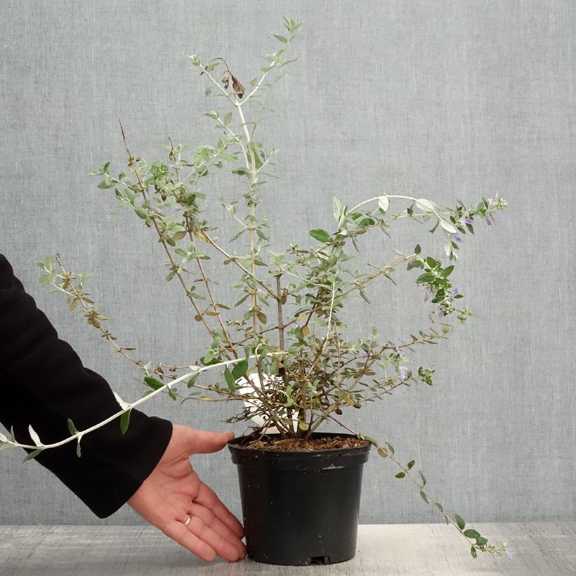 Example of Teucrium fruticans - Camedrio femmina Vaso da 2L/3L as you get in printemps