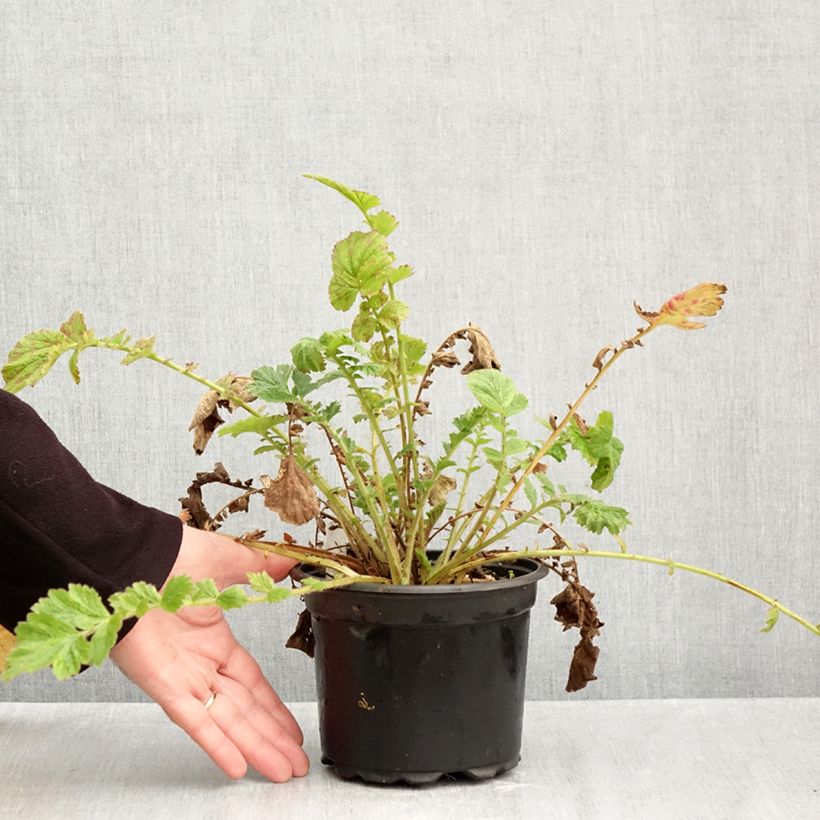 Esemplare di Geum chiloense Mrs Bradshaw Vaso da 2L/3L come consegnato in autunno