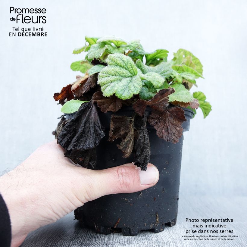 Esemplare di Geum coccineum Borisii - Benoîte orange Pot de 2L/3L come consegnato in autunno
