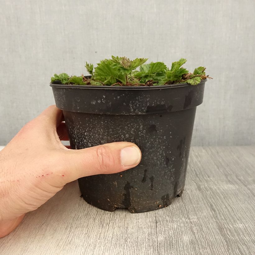 Example of Geum coccineum Borisii Vaso da 2L/3L as you get in printemps