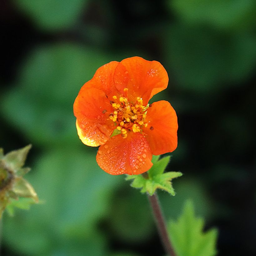Geum coccineum Koi (Fioritura)