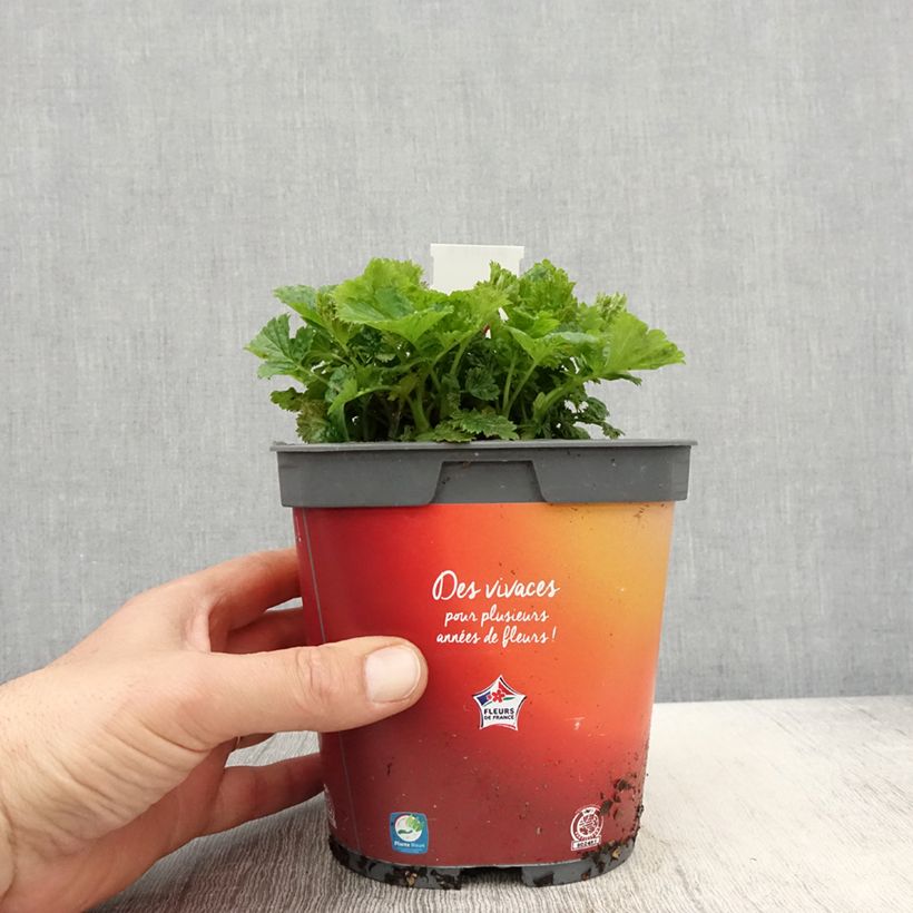 Geum Cosmopolitan Vaso da 2L/3L esemplare consegnato in primavera
