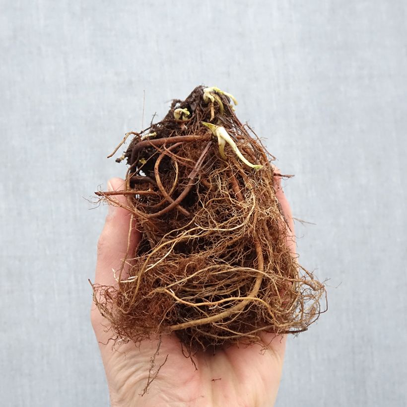 Geum Cosmopolitan Piante piccole a radice nuda esemplare consegnato in inverno