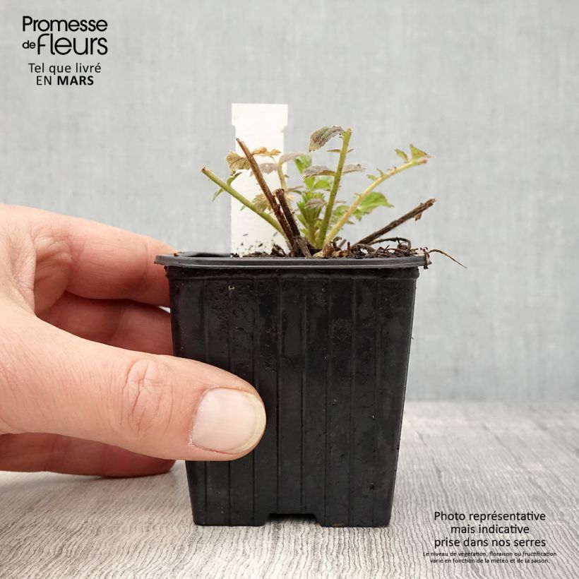 Geum Fiery Tempest Vasetto da 8/9 cm esemplare consegnato in primavera