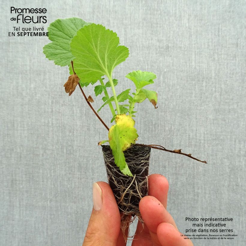 Esemplare di Geum Fiery Tempest mini zolla... come consegnato in autunno