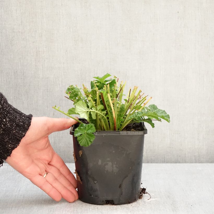 Geum Fiery Tempest Vaso da 2L/3L esemplare consegnato in inverno