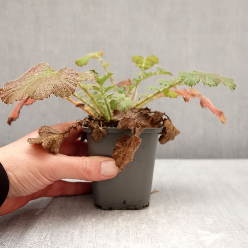 Geum Firestarter Vasetto da 8/9 cm esemplare consegnato in inverno