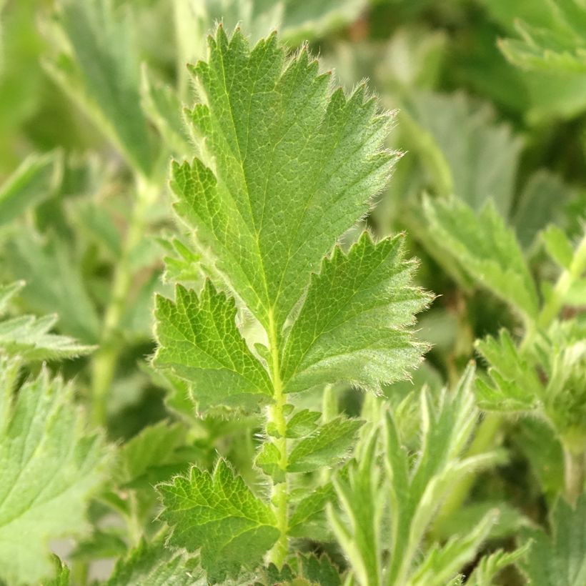 Geum Firestarter (Fogliame)