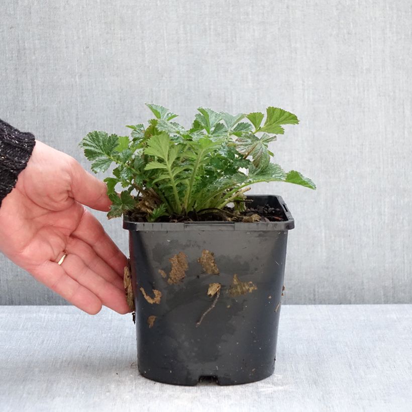 Geum Firestarter Vaso da 2L/3L esemplare consegnato in inverno