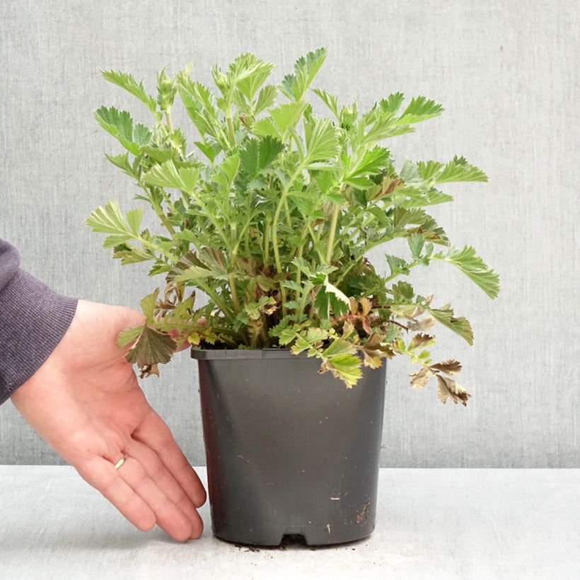 Geum Firestarter Vaso da 2L/3L esemplare consegnato in primavera