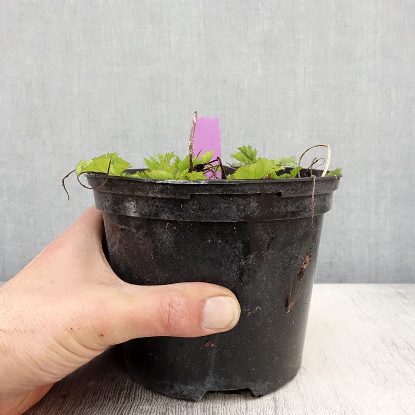 Example of Geum Flames of Passion Vaso da 2L/3L as you get in printemps