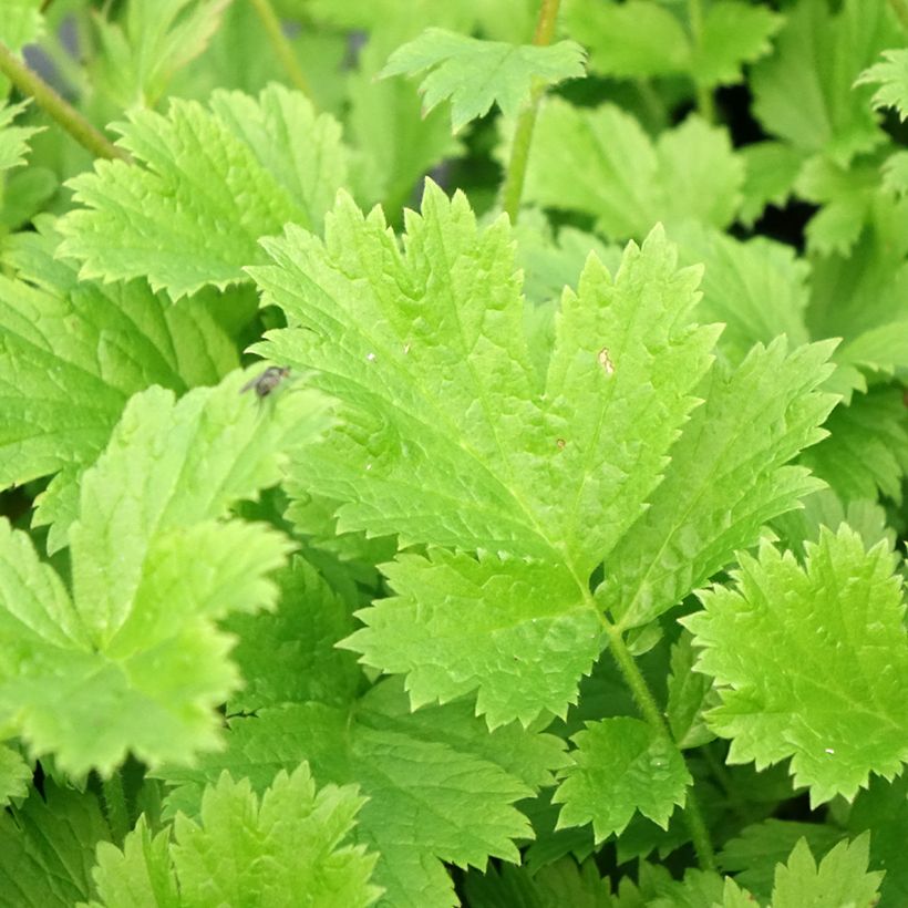 Geum coccineum Nonna (Foliage)